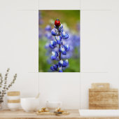 Lucky Lady Bugs Poster (Keuken)