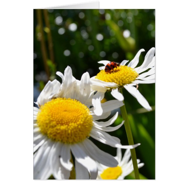 Lucky Ladybug (Voorkant)