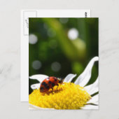 Lucky Ladybug Briefkaart (Voorkant / Achterkant)