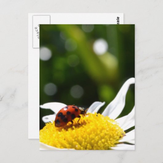 Lucky Ladybug Briefkaart (Voorkant / Achterkant)