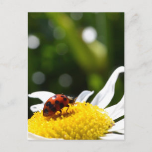 Lucky Ladybug Briefkaart