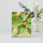 Lucky Ladybug Briefkaart (Staand voorkant)