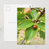 Lucky Ladybug Briefkaart (Voorkant / Achterkant)