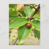 Lucky Ladybug Briefkaart (Voorkant)