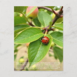 Lucky Ladybug Briefkaart