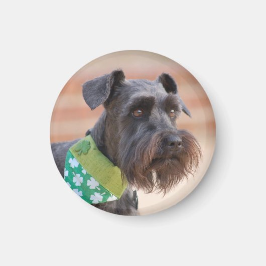 Lucky Miniature Schnauzer Magneet (Voorkant)