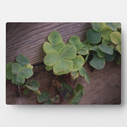 Lucky of vastberaden? Saint Patricks Day Shamrocks Fotoplaat (voorkant)