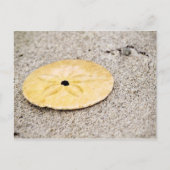 Lucky Sand Dollar Briefkaart (Voorkant)