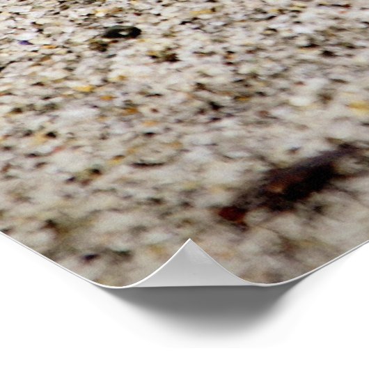 Lucky Sand Dollar Poster (Hoek)