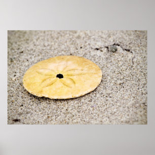 Lucky Sand Dollar Poster