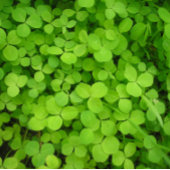 "Lucky Shamrocks!" Cadeaupapier