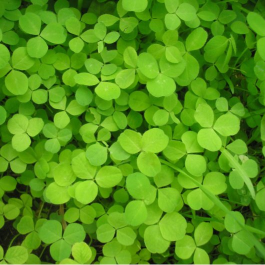 "Lucky Shamrocks!" Cadeaupapier