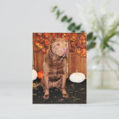 Lucky - Shar Pei - Hildebrand Briefkaart (Staand voorkant)