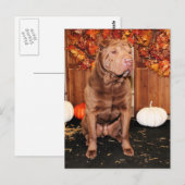 Lucky - Shar Pei - Hildebrand Briefkaart (Voorkant / Achterkant)