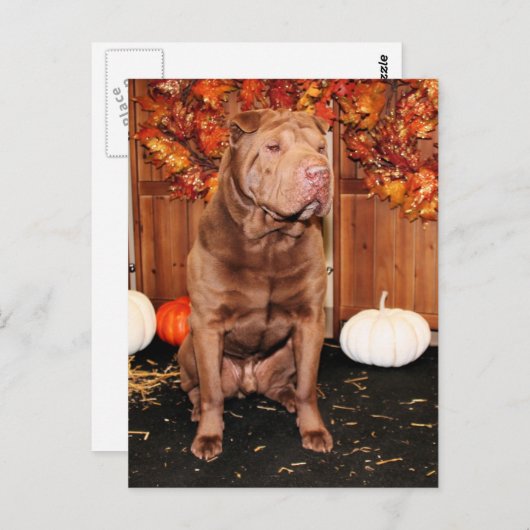 Lucky - Shar Pei - Hildebrand Briefkaart (Voorkant / Achterkant)
