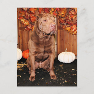 Lucky - Shar Pei - Hildebrand Briefkaart