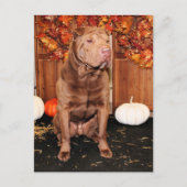 Lucky - Shar Pei - Hildebrand Briefkaart (Voorkant)