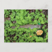 Lucky Squirrel in Clovers Briefkaart (Voorkant)