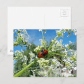 luckykever briefkaart (Voorkant / Achterkant)