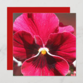 Lucrezia (Voorkant / Achterkant)