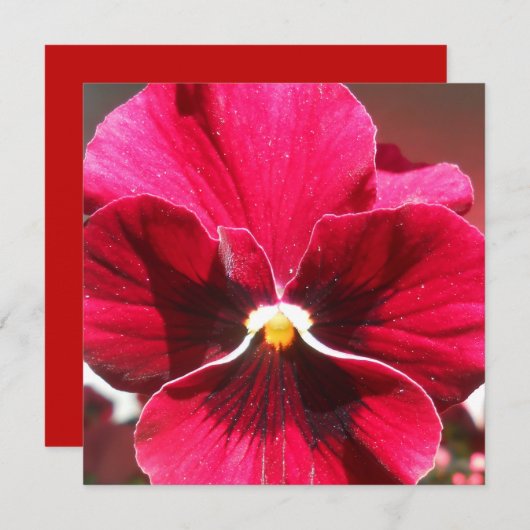 Lucrezia (Voorkant / Achterkant)