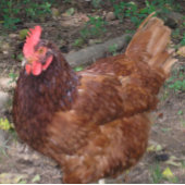 Lucy, het rode hoofd. tegeltje