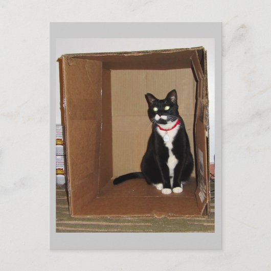 Lucy in een doos briefkaart (Voorkant)
