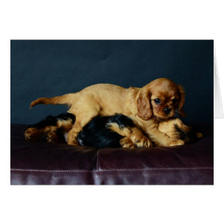 Lucy sloeg haar broer op