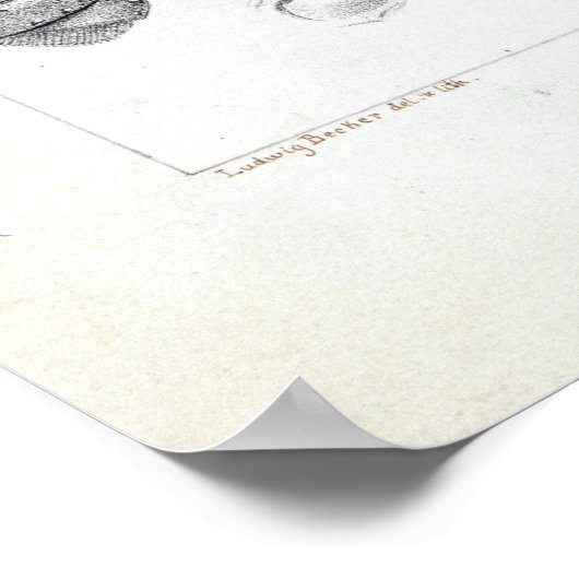 Ludwig Becker Murray Spiny Crayfish Poster (Hoek)