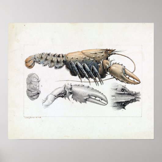 Ludwig Becker Murray Spiny Crayfish Poster (Voorkant)