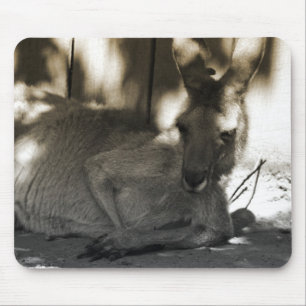 lui kangaroo muismat
