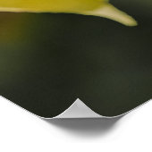Lui Poster (Hoek)
