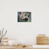Luiaard Foto Poster (Keuken)