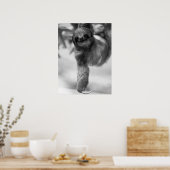 Luiaard Hanging Van Tree Branch Wildlife Poster (Keuken)