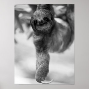 Luiaard Hanging Van Tree Branch Wildlife Poster