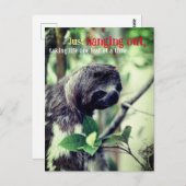 Luiaard in boom foto briefkaart (Voorkant / Achterkant)