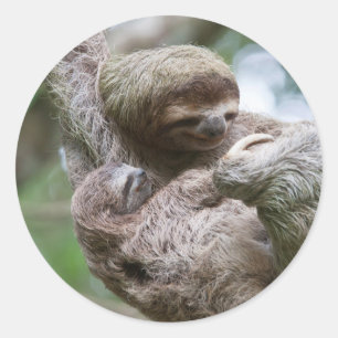 Luiaardbaby met moeder hangend aan een boom ronde sticker