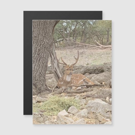 luie hertenmagneet (Voorkant / Achterkant)