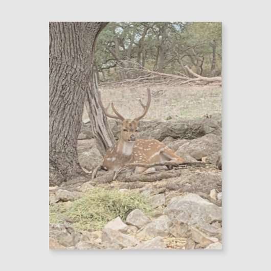 luie hertenmagneet (Voorkant)