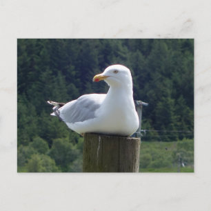 Luie meeuw die aan de kust ligt Minimalistische wi Feestdagenkaart