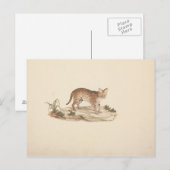 Luigi Balugani - Afrikaanse Wildcat of Serval Briefkaart (Voorkant / Achterkant)
