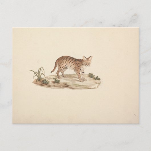 Luigi Balugani - Afrikaanse Wildcat of Serval Briefkaart (Voorkant)