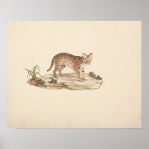 Luigi Balugani - Afrikaanse Wildcat of Serval Poster