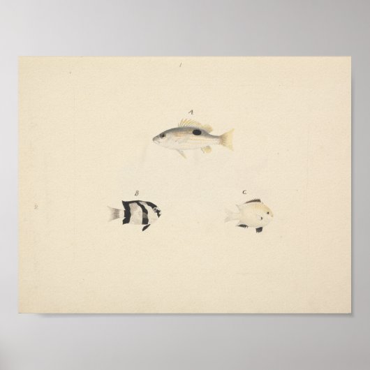 Luigi Balugani - Drie niet-geïdentificeerde vissen Poster (Voorkant)