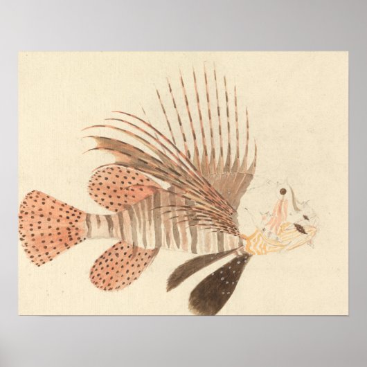 Luigi Balugani - Lionfish Poster (Voorkant)
