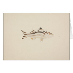 Luigi Balugani - Niet-geïdentificeerde vis