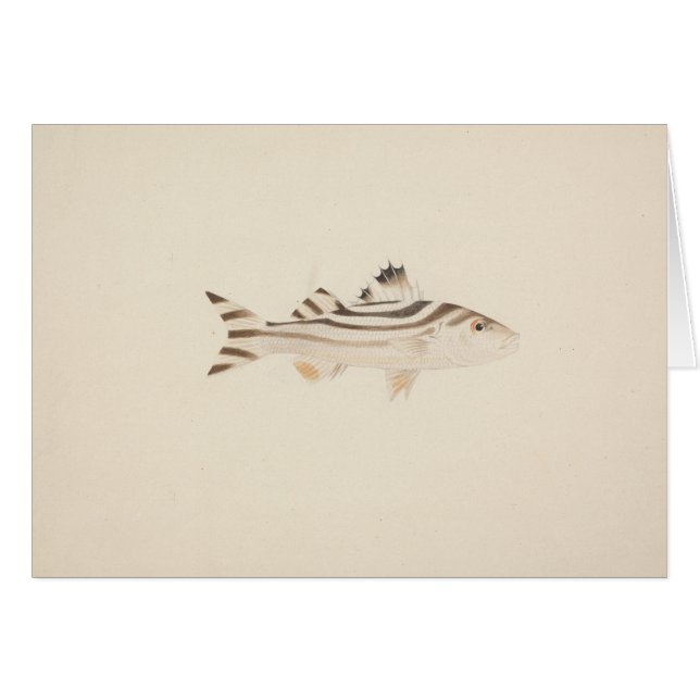 Luigi Balugani - Niet-geïdentificeerde vis (Voorkant Horizontaal)