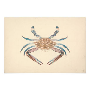 Luigi Balugani - Portunua Pelagicus - Blauwe krab Foto Afdruk