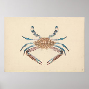 Luigi Balugani - Portunua Pelagicus - Blauwe krab Poster