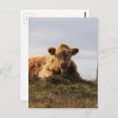 Luingkoe op het eiland Islay, Schotland Briefkaart (Voorkant / Achterkant)